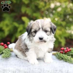 Marla, Havachon Puppy